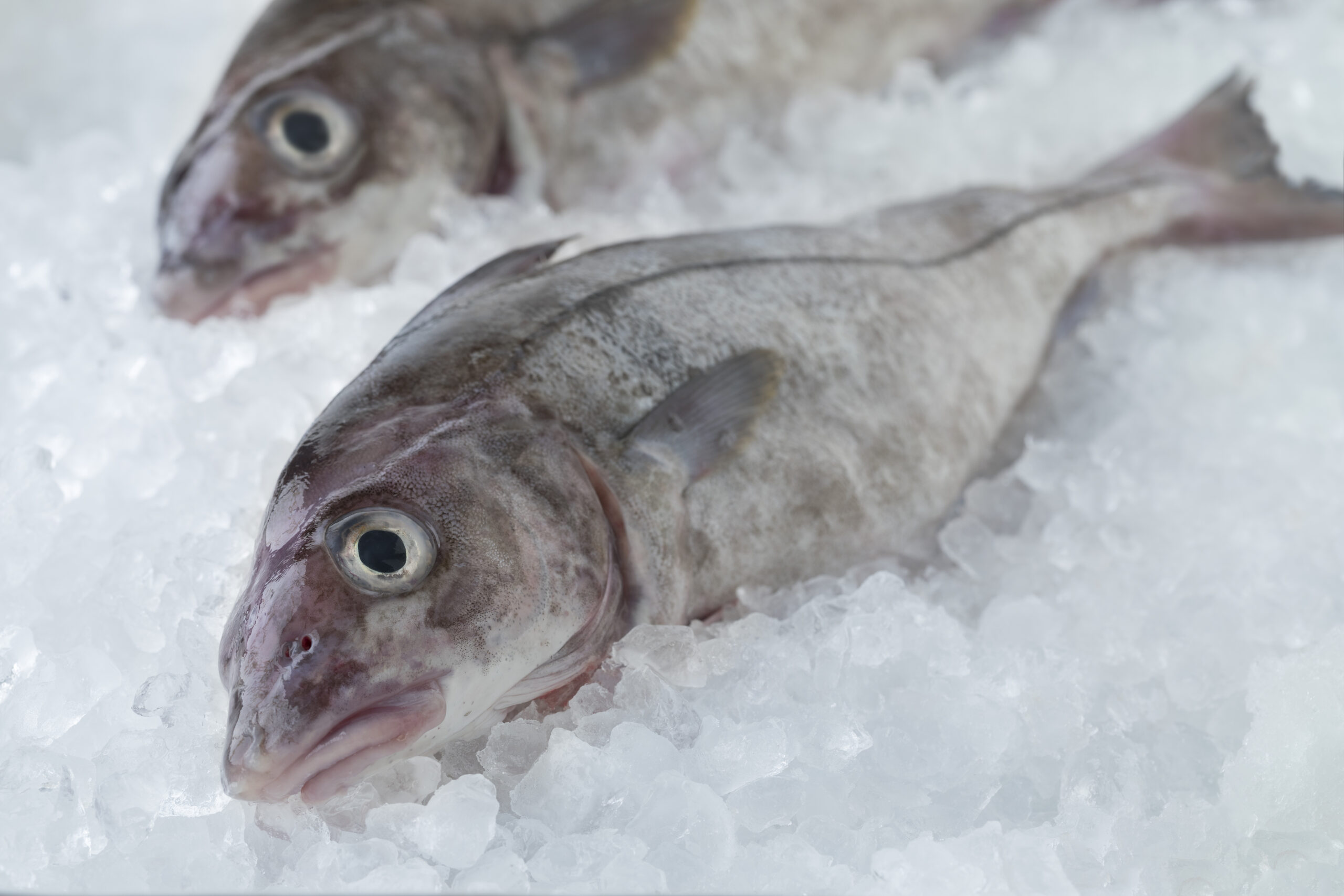 Quality Catch - Fresh raw whole haddock fish