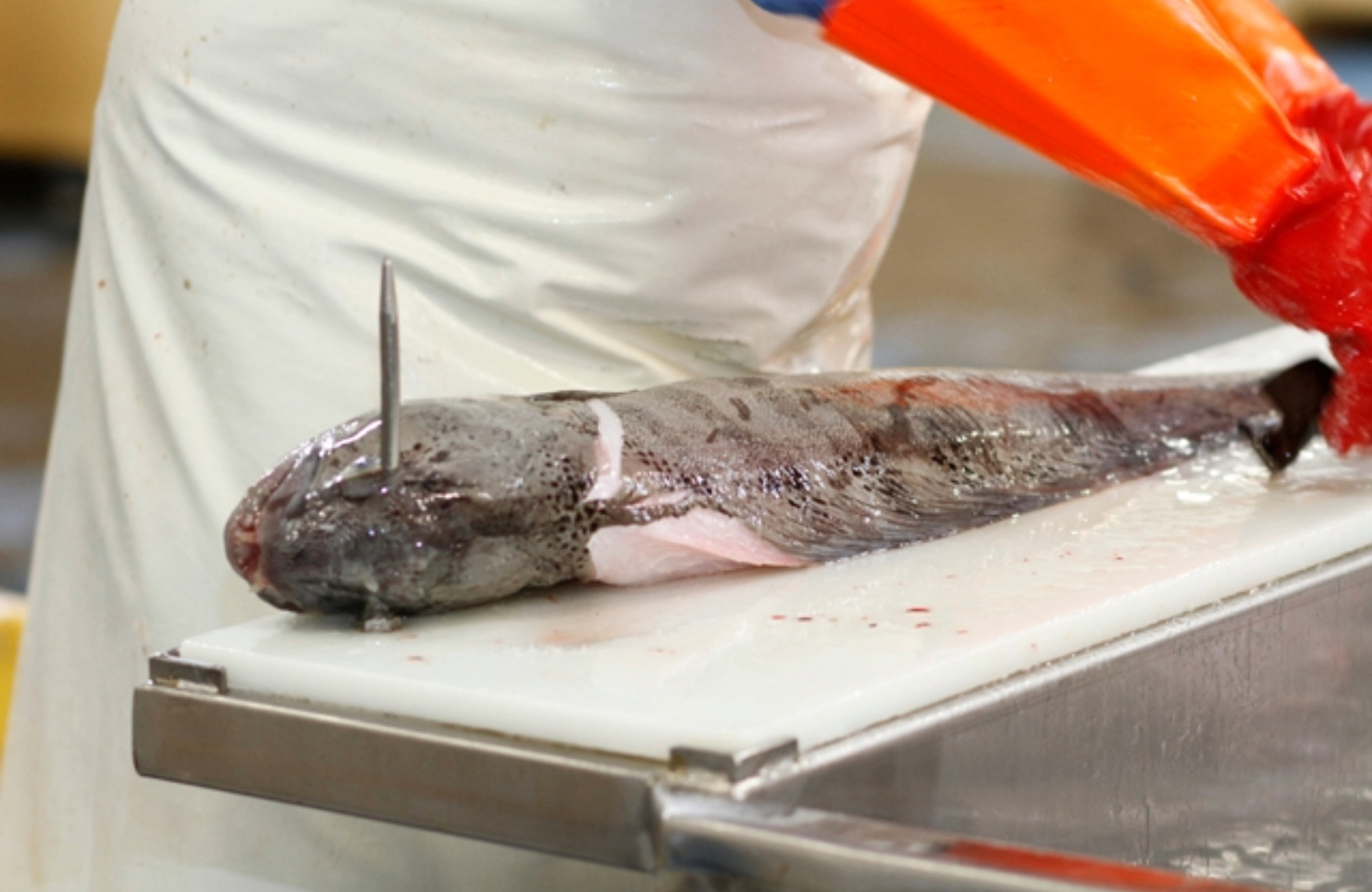 Quality Catch - Page Logistics - transparency in the logistics chain photo 2