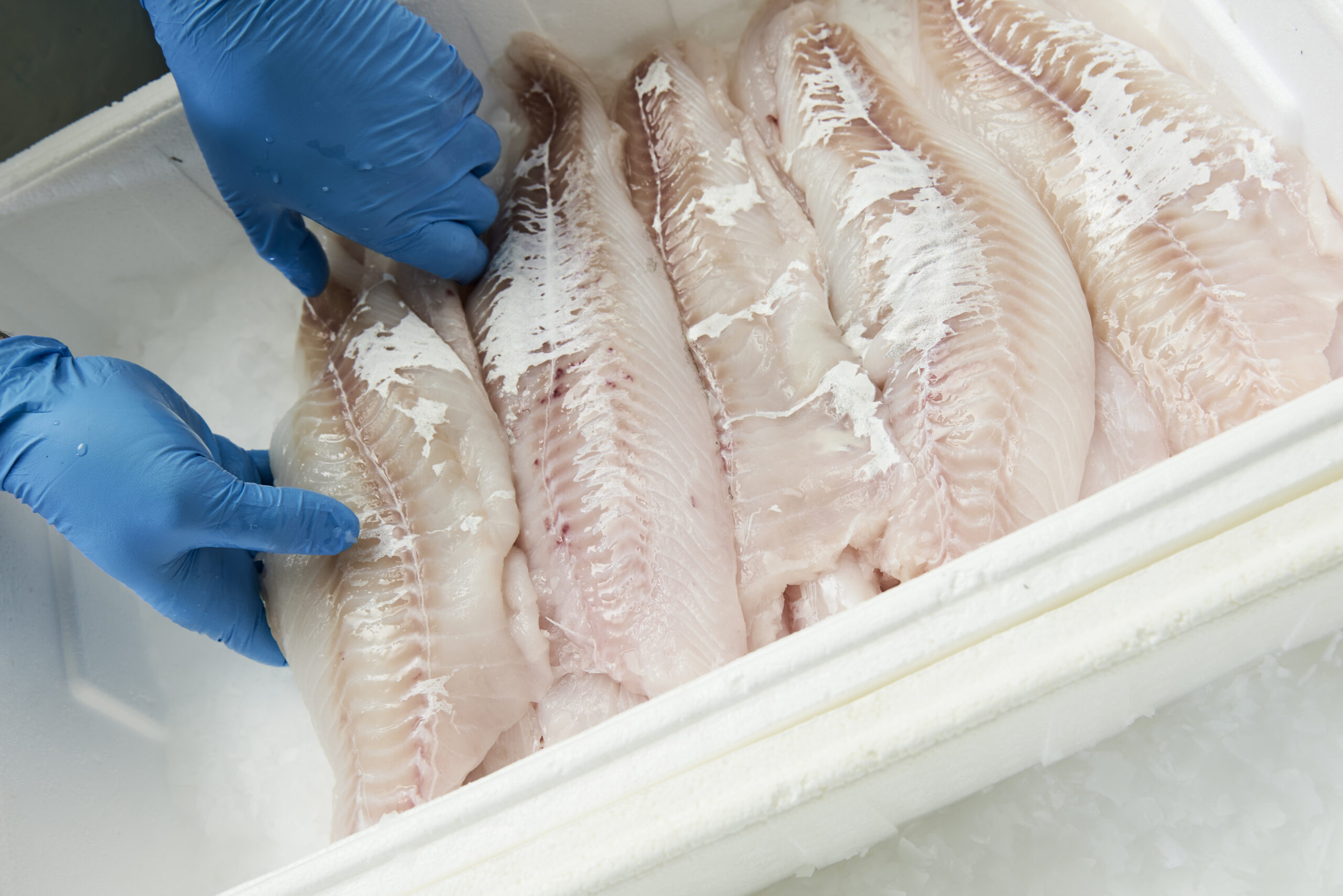 Quality Catch - Quote