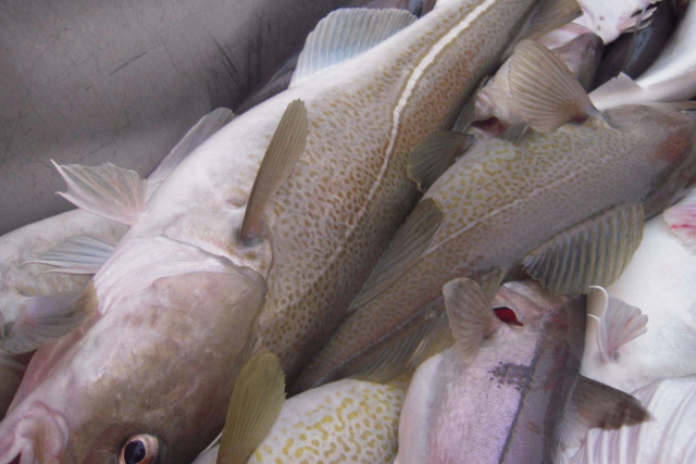 Quality Catch - Page Products - Le goût de la perfection islandaise